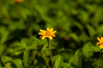yellow flower on green background