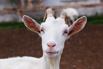 Portrait of goat