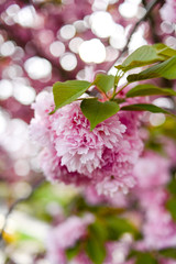 Fresh spring blossom flower, pink color.
