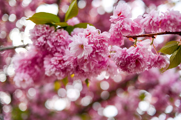 Fresh spring blossom flower, pink color.