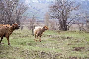 A flock of sheep grazes in nature. Countryside, farming. Natural rustic background
