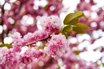 Fresh spring blossom flower, pink color.