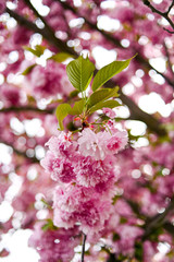 Fresh spring blossom flower, pink color.