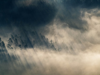 Nebellandschaft im Nationalpark Sächsische Schweiz