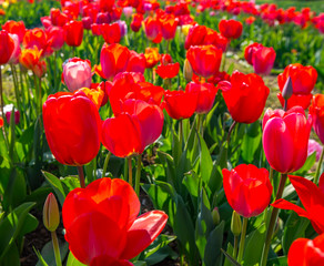 Tulip flowers on the tulip field