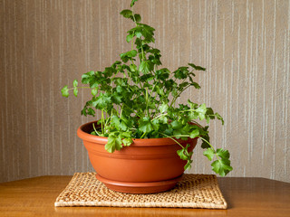 Coriander variety Calypso growing indoors in a terracotta coloured plastic bowl
