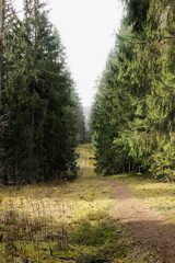The narrow trail between evergreen trees. Foggy forest background. Taking a walk in the nature park.