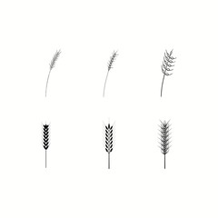 Set of doodle wheat, Hand drawn wheat. Black and White vector illustration. EPS 10.