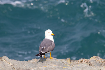 Seagull couple on the cliff