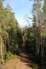 Obraz premium Taking a walk in the nature park. Capturing the walking trail between pines from above.