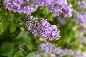 Fresh spring blossom flower, purple color.