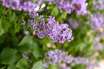 Obraz na płótnie Canvas Fresh spring blossom flower, purple color.