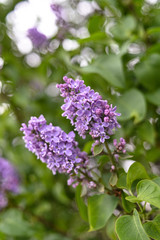 Fresh spring blossom flower, purple color.