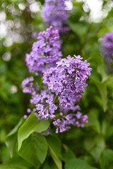 Fresh spring blossom flower, purple color.