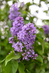 Fresh spring blossom flower, purple color.