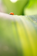 Obraz premium beautiful and delicate ladybug perched on foliage