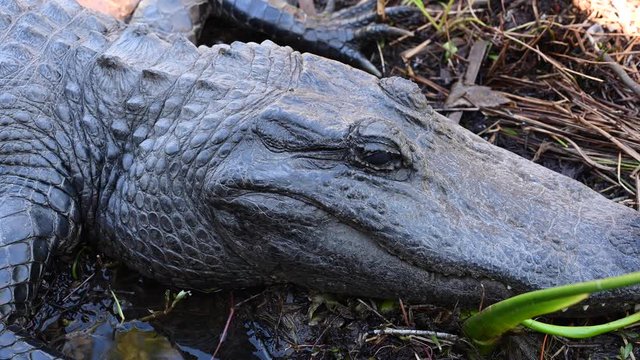 Alligator Opens its Eyes while sitting on swampy ground
