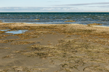 Lake Kamyslybas or Kamyshlybash, large saltwater lake in the Kyzylorda Region, Kazakhstan. Algae on the shore