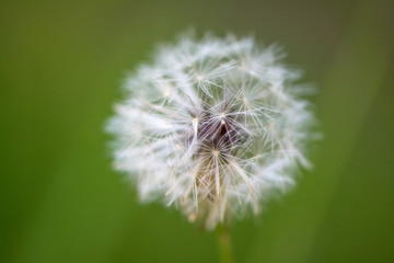 macrophotography of dandelion flower and its delicate seeds
