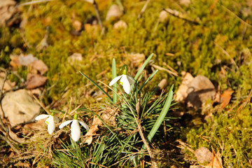 Snowdrops flowers that are symbol of spring. Fragile flowers with white petals that grow  at the forest glade.