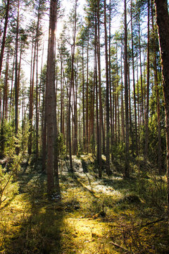 Taking an outdoor walk in the nature park. Wild trail among long pines. Freedom feeling during forest walk. © Olga Save