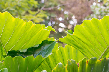 closeup of green foliage with beautiful light background effect
