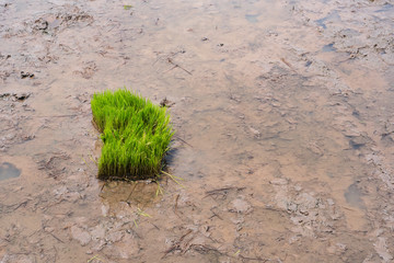 Sapling of rice prepared in the field before tillage