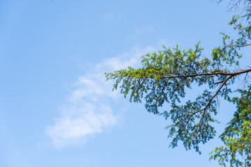 Pine leaf swaying on the blue sky