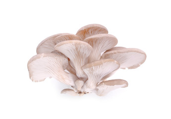 fresh mushroom isolated on white background