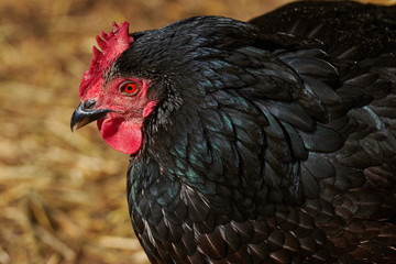 A black cock (black rooster) with a red beard and a scallop. Close up