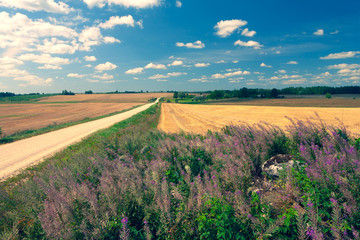 Fototapeta premium Dirt road in the field on a bright summer day