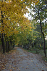 Fototapeta na wymiar Beautiful autumn view in parks of Chisinau.