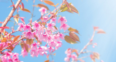 Pink cherry tree blossom flowers blooming in spring, easter time against a natural sunny blurred garden banner background of blue, yellow and white bokeh. 