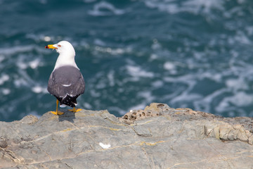 Seagull couple on the cliff