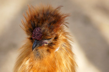 Seidenhuhn in blond braun auf einem Bauernhof