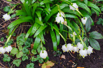 Blooming white spring bloom of Leucojum vernum in the garden, early spring.