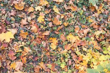 Multicolored background of different colored autumn leaves.