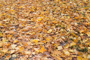 Multicolored background of different colored autumn leaves.
