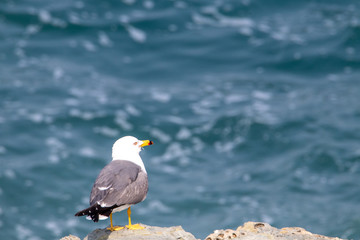 Seagull couple on the cliff