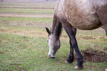 Naklejka na ściany i meble Horses graze in a meadow in the mountains. Grazing livestock.