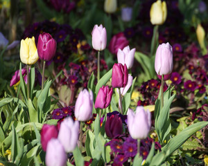 tulips in the garden