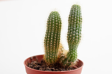 small green cactus in a pot on a white background