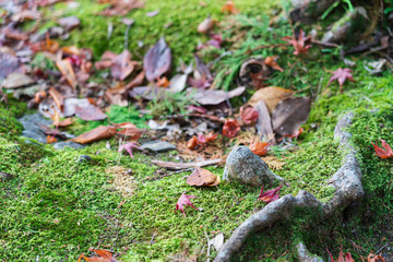 Naklejka na ściany i meble Green moss on the floor with fallen leaves during autumn