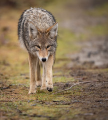 Obraz premium Kojot w Kanadzie