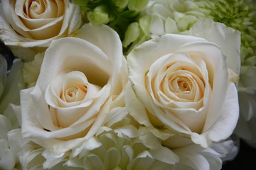 Group of White Roses Close Up