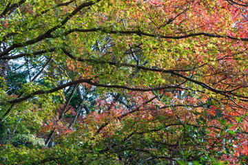 Colorful autumn leaves in the garden