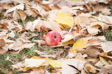 Ripe apple on a background of yellow leaves.