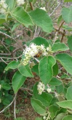 Fototapeta premium bee on flower