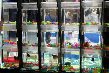 KUALA LUMPUR, MALAYSIA -MARCH 01, 2020: The colorful fighting fish is individually separated in different small plastic containers to prevent it from fighting. Ready to sell to buyer.