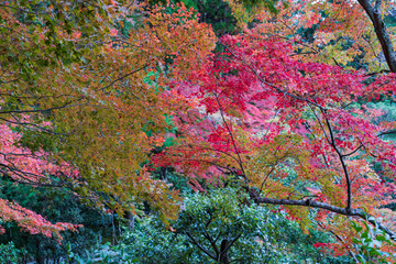 Colorful autumn leaves in the garden